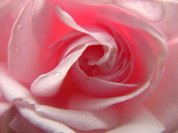 rose_-_pink