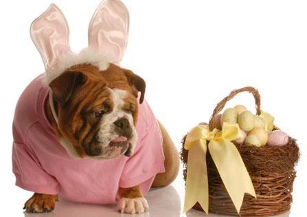 easter_dog_sweater_knit13-(