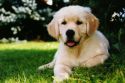 golden_retriever