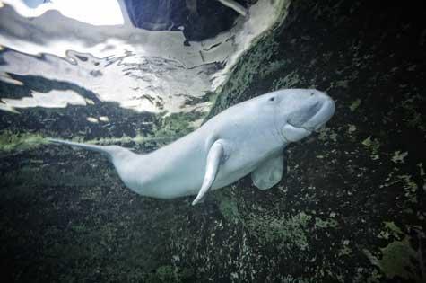 sea-life-sydney-aquarium