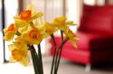 daffodils-loungechair