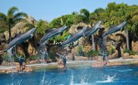 sea_world_-_dolphins