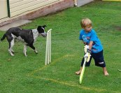 backyard_cricket