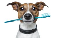 dog_with_toothbrush2