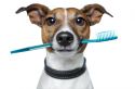 dog_with_toothbrush2