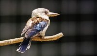 kookaburra