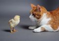 chickenandcat