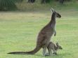 kangaroo_and_joey