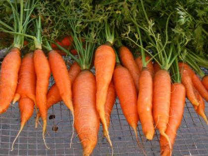 carrots