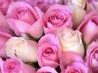 pink_roses