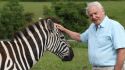 sir_david_a__zebra