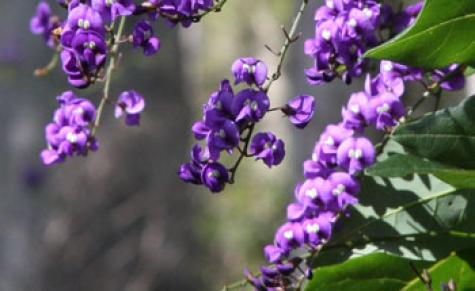 native_wisteria