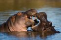 thick_skinned_hippos