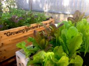 lettuce-growing