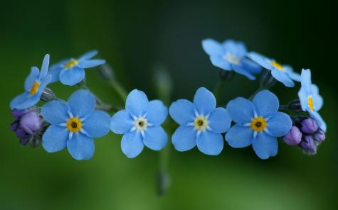 forget-me-not