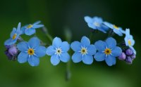 forget-me-not