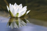 white_lotus