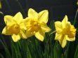 3_daffodils