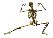 healthy_bones