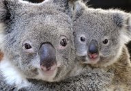 koalas