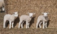 3_lambs