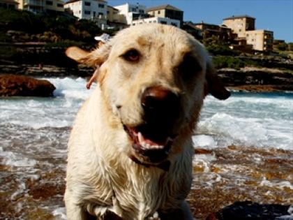 dog_-_bondibeach