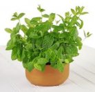 potted_mint