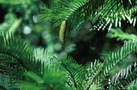 wollemipine