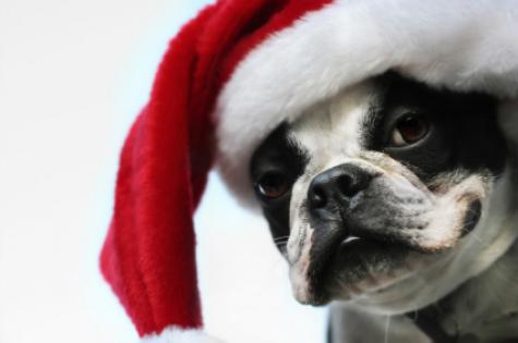 dog_with_santa_hat_happy_christmas