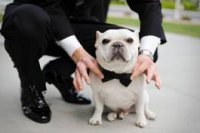 wedding-pet