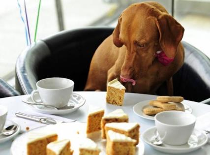 dogs_eating_wrong_food