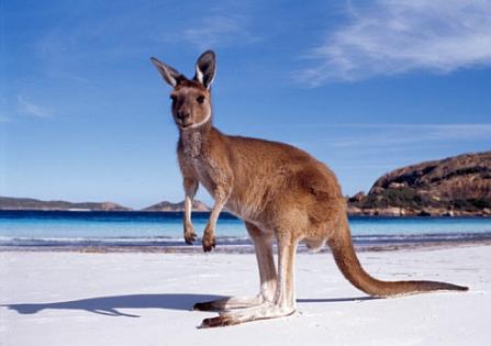 hols-kanga