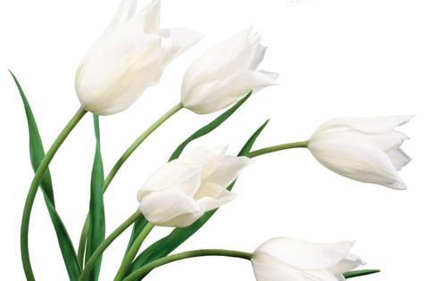 white-tulips2