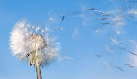 dandelion