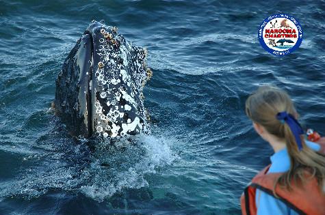 Narooma charters and montague island tours whale watching 2