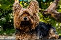 Factors that affect dog skin