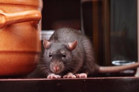 Why-pests-are-taking-over-your-home