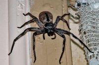 Spider-pest-control-cover